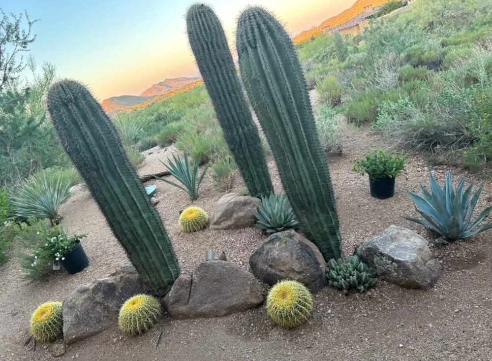 Top-rated landscape design for year-round maintenance across Phoenix, AZ - Your Personal Gardener