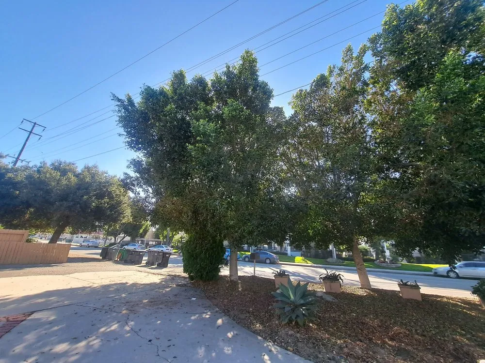 Custom yard maintenance in Chino Hills, CA by Your Price Tree Services