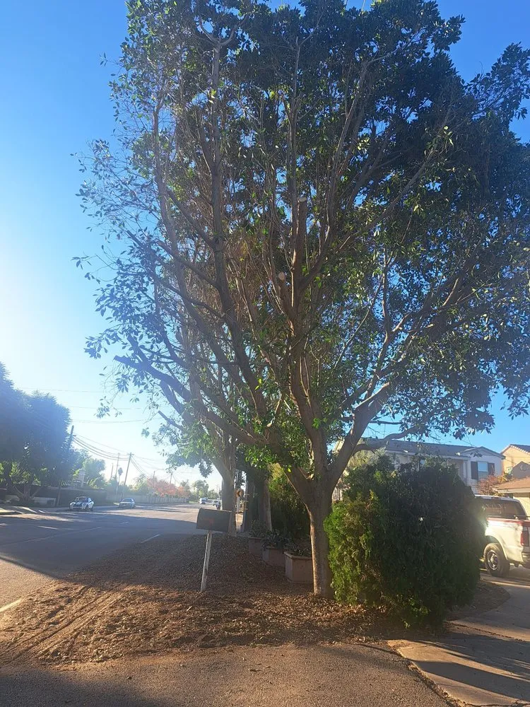 Trusted landscape installation in Chino Hills, CA by Your Price Tree Services