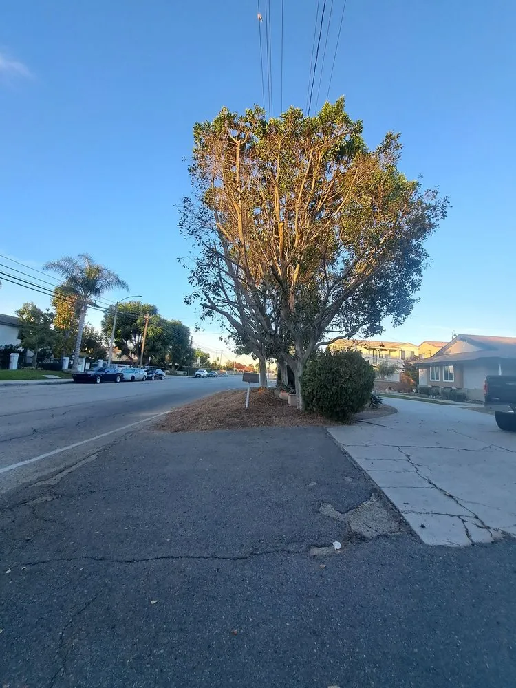 Reliable lawn mowing service for beautiful yards across Chino Hills, CA - Your Price Tree Services