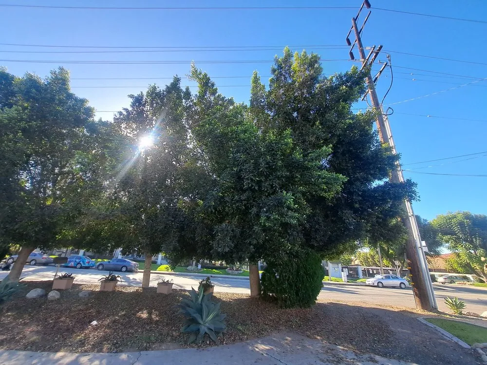 Affordable lawn mowing service experts serving Chino Hills, CA - Your Price Tree Services