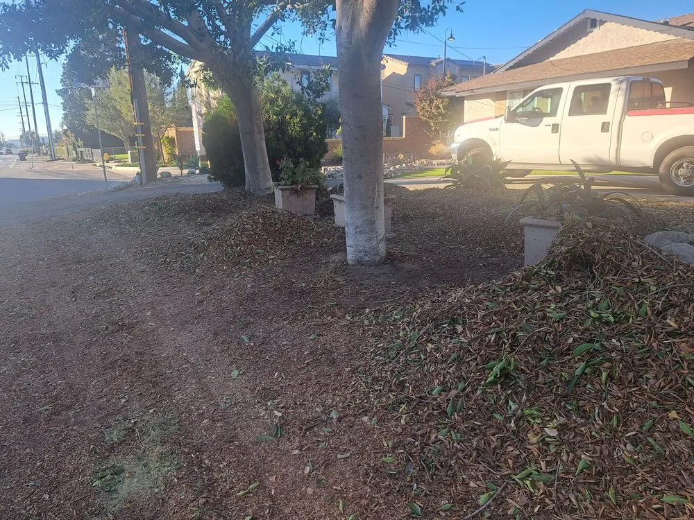 Reliable yard cleanup service in Chino Hills, CA by Your Price Tree Services