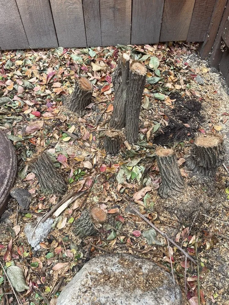 Local yard maintenance in Chino Hills, CA by Your Price Tree Services