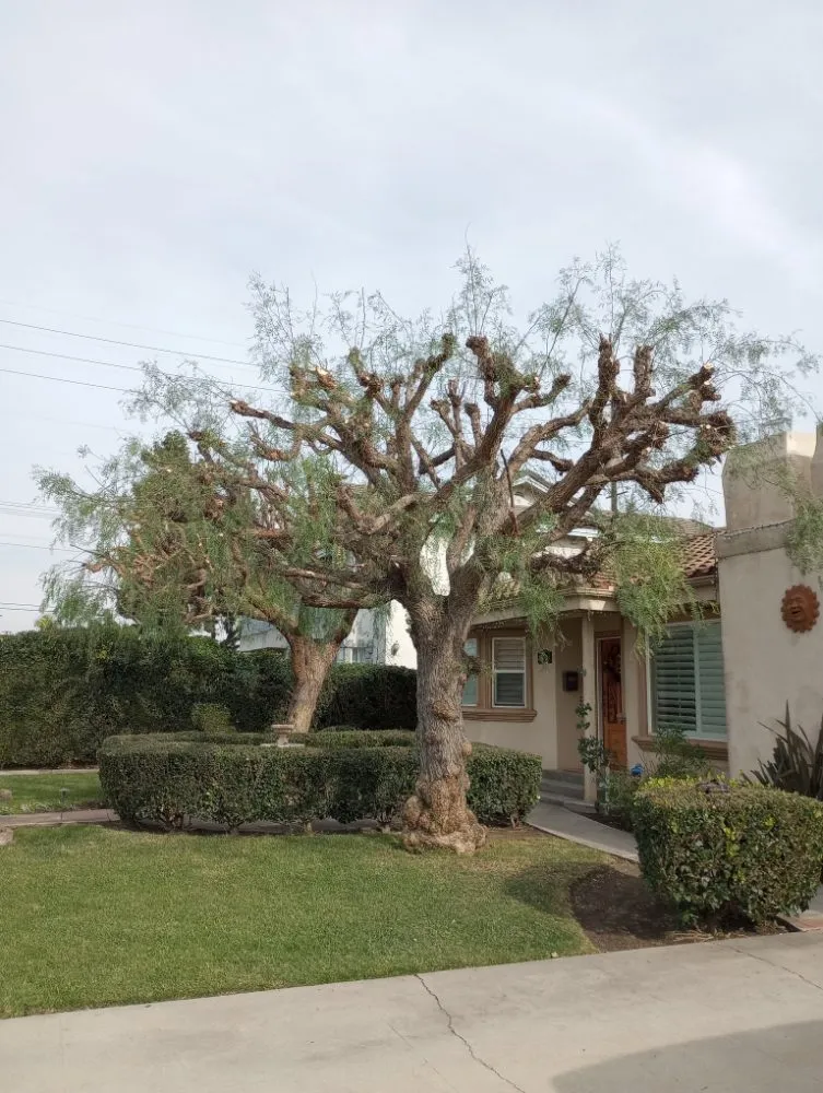 Top-rated residential landscaping near you across Chino Hills, CA - Your Price Tree Services