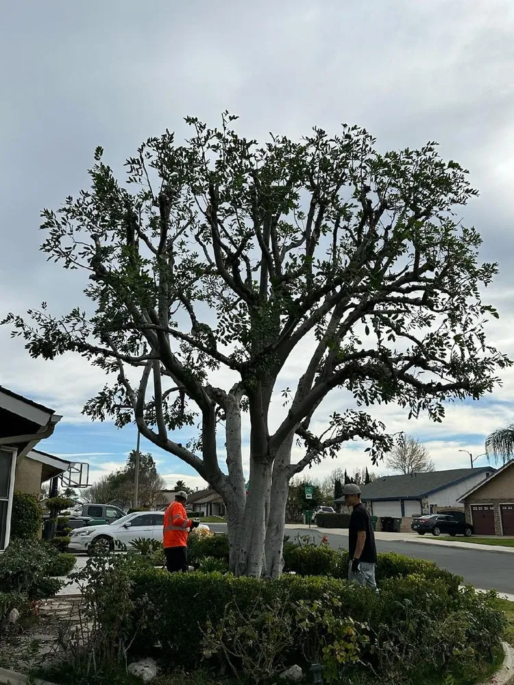 Top-rated garden landscaping in Chino Hills, CA - Your Price Tree Services