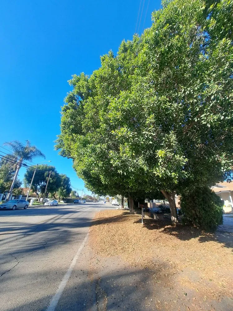 Local lawn mowing service for outdoor upgrades in Chino Hills, CA by Your Price Tree Services