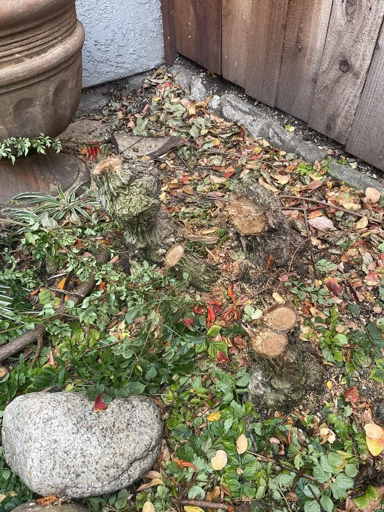 Affordable lawn care service for year-round maintenance across Chino Hills, CA - Your Price Tree Services