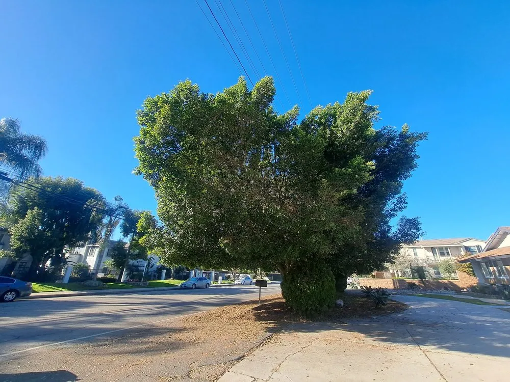 Reliable residential landscaping in Chino Hills, CA by Your Price Tree Services