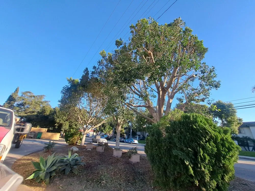 Expert landscaping services near you in Chino Hills, CA by Your Price Tree Services