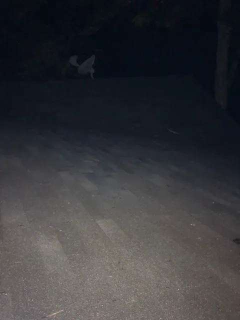 Professional yard maintenance in North Charleston, SC by Your Problem Our Solution