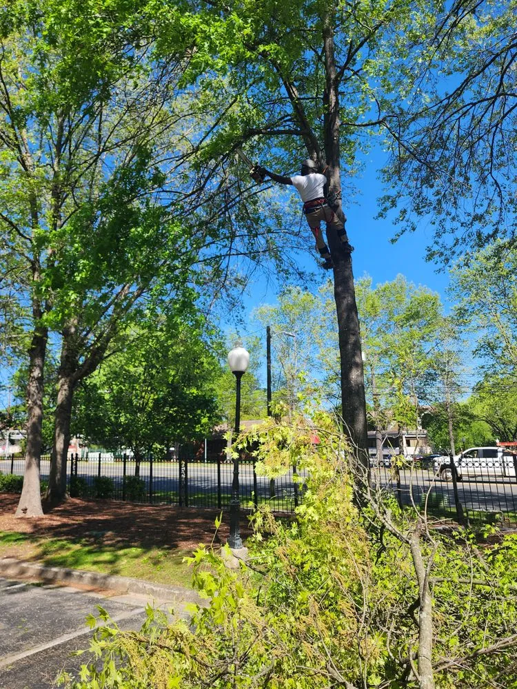 Local residential landscaping for year-round maintenance across Greensboro, NC - Your Way Lawn & Tree Service