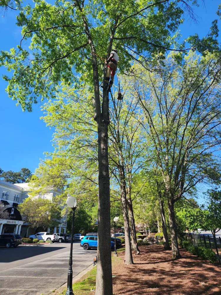 Local outdoor landscaping for year-round maintenance in Greensboro, NC by Your Way Lawn & Tree Service