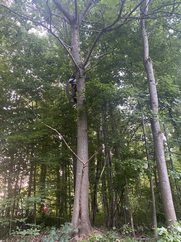 Trusted landscape installation near you in Greensboro, NC by Your Way Lawn & Tree Service