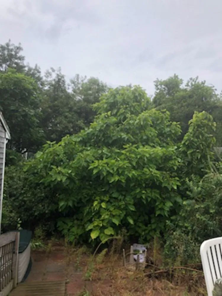 Reliable yard maintenance experts serving Rochester, MA - Your Way Lawn Care and Home Maintenance