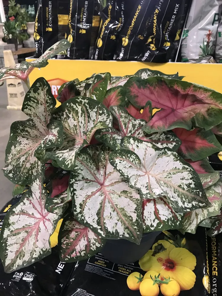 Affordable yard maintenance in Greenville, SC - Your Yard is a Garden Landscaping