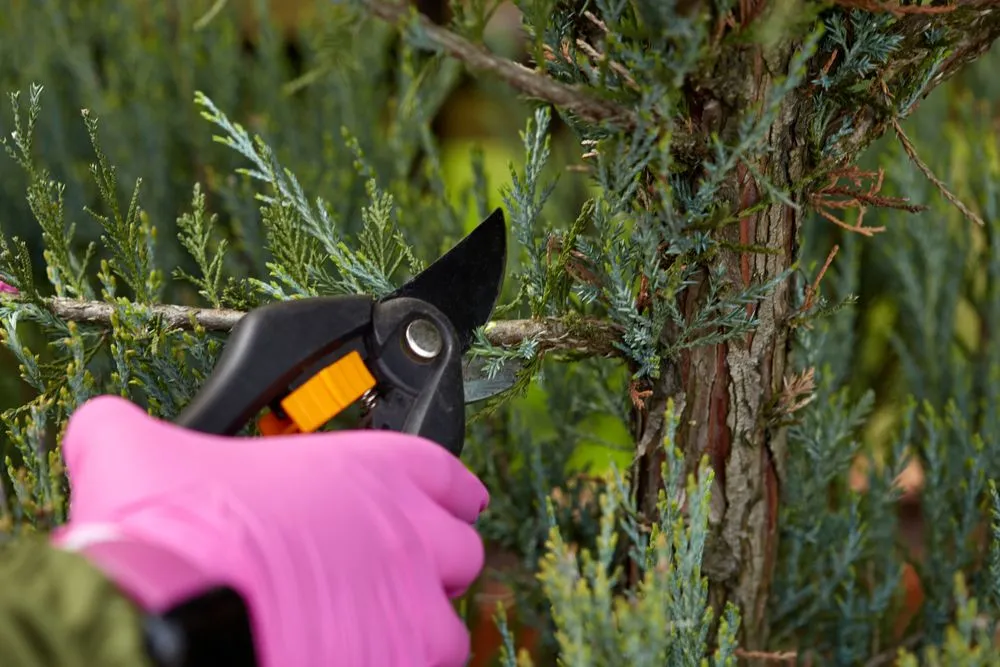 Local garden landscaping in Stuart, FL - Yovani Perez Landscape & Tree Service