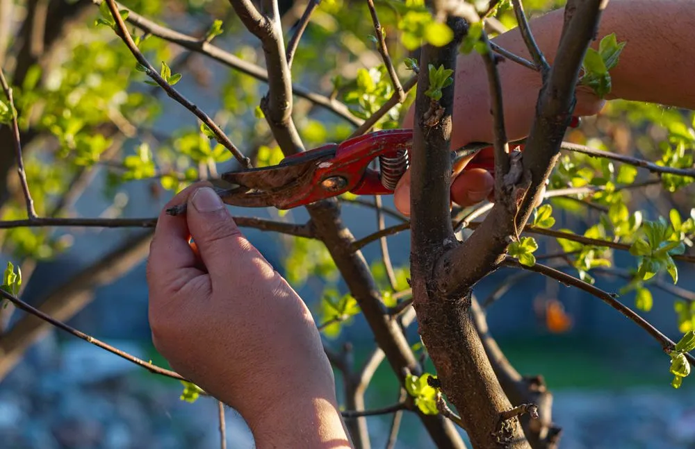 Local outdoor landscaping for homes across Stuart, FL - Yovani Perez Landscape & Tree Service