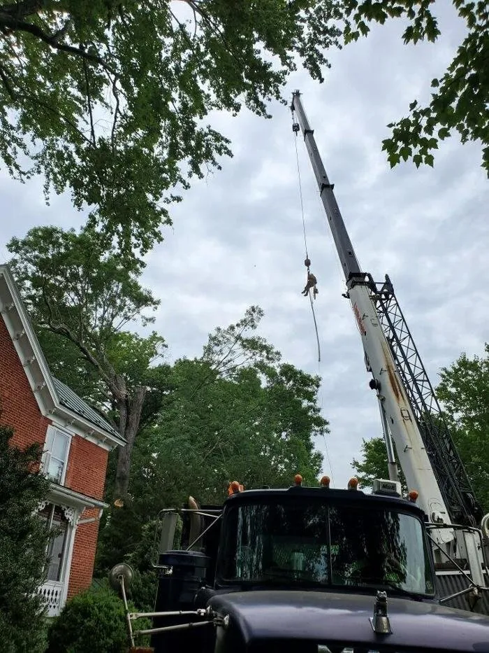 Expert yard cleanup service near you in Madison, VA by Yowell's Property Enhancements