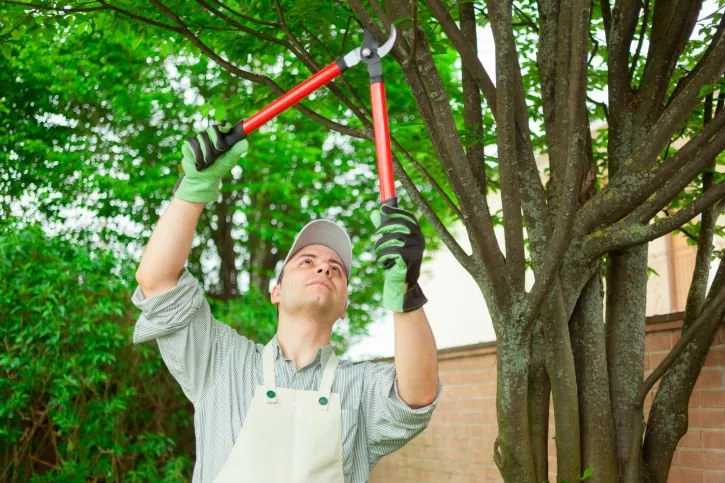 Reliable lawn mowing service in Lenoir City, TN by YP Stump Removal