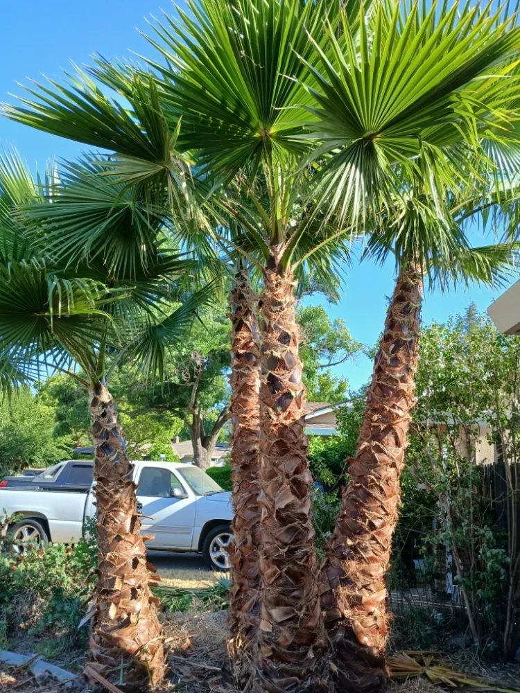 Affordable landscape installation experts serving Sacramento, CA - YR Gallardo Lanscaping