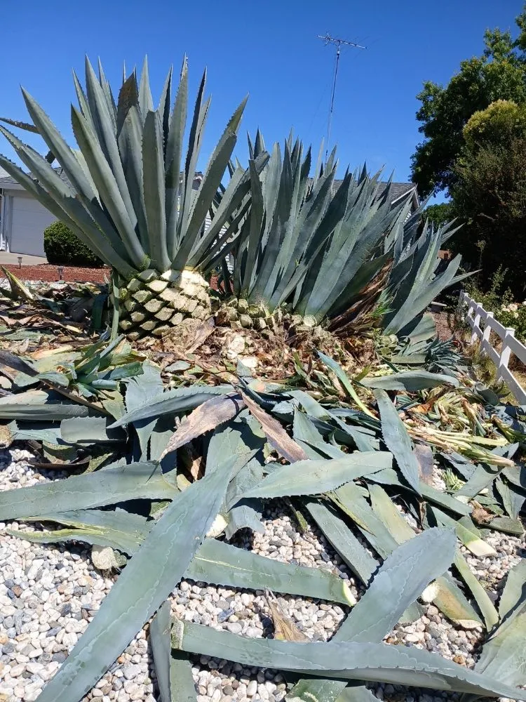 Top-rated yard cleanup service in Sacramento, CA - YR Gallardo Lanscaping