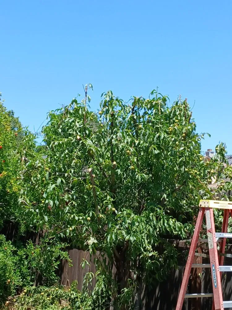 Reliable landscaping services for residential properties in Sacramento, CA by YR Gallardo Lanscaping