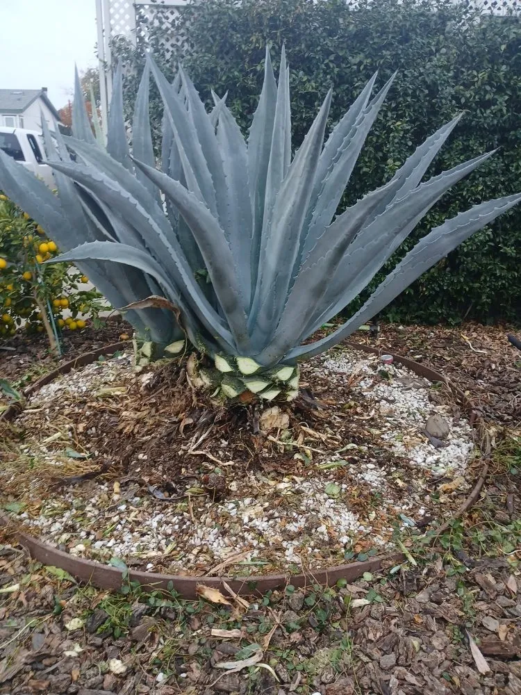 Affordable lawn care service in Sacramento, CA by YR Gallardo Lanscaping