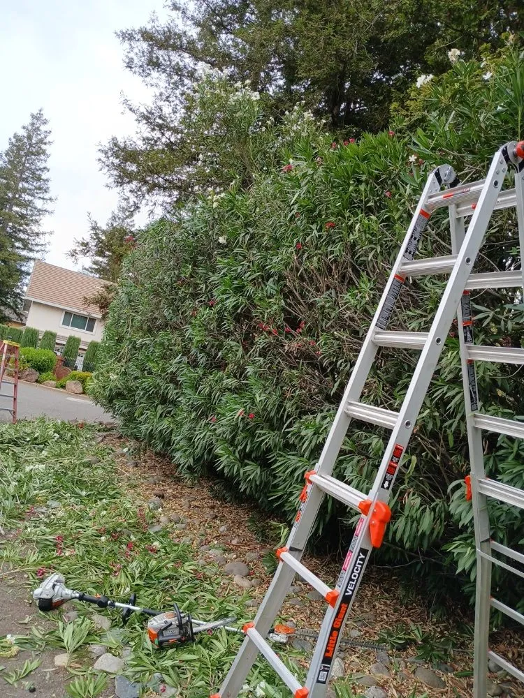 Top-rated yard cleanup service experts serving Sacramento, CA - YR Gallardo Lanscaping