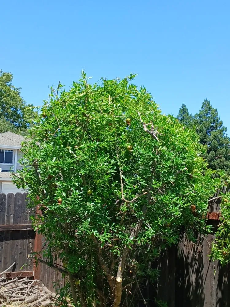 Local yard maintenance in Sacramento, CA - YR Gallardo Lanscaping