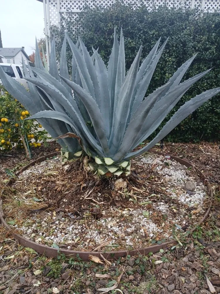 Affordable landscape installation for residential properties across Sacramento, CA - YR Gallardo Lanscaping