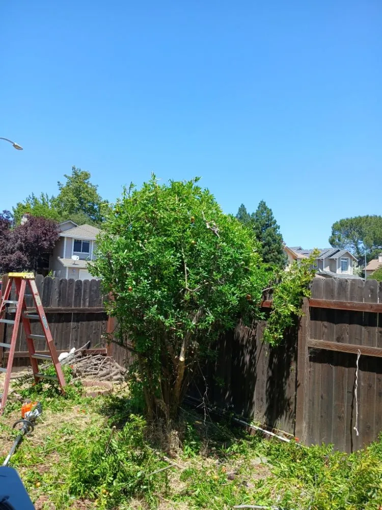 Reliable yard maintenance near you in Sacramento, CA by YR Gallardo Lanscaping