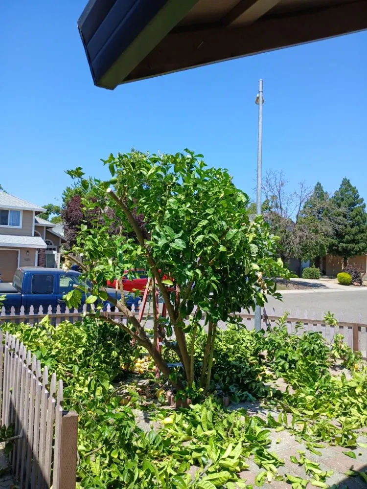 Local garden landscaping in Sacramento, CA - YR Gallardo Lanscaping