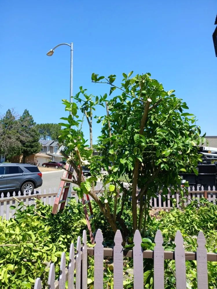 Professional yard maintenance in Sacramento, CA - YR Gallardo Lanscaping