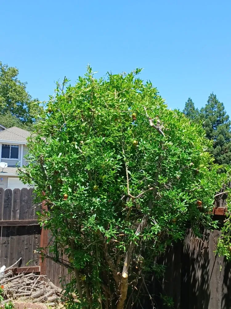 Reliable outdoor landscaping near you in Sacramento, CA by YR Gallardo Lanscaping