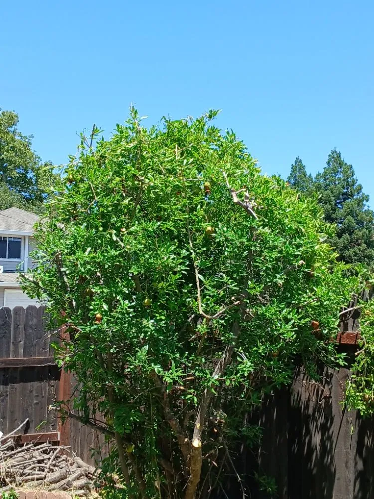 Trusted yard maintenance in Sacramento, CA by YR Gallardo Lanscaping