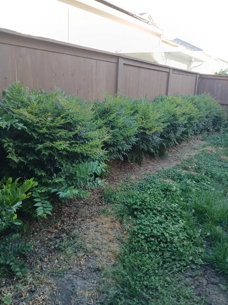 Reliable residential landscaping in Sacramento, CA - YR Gallardo Lanscaping