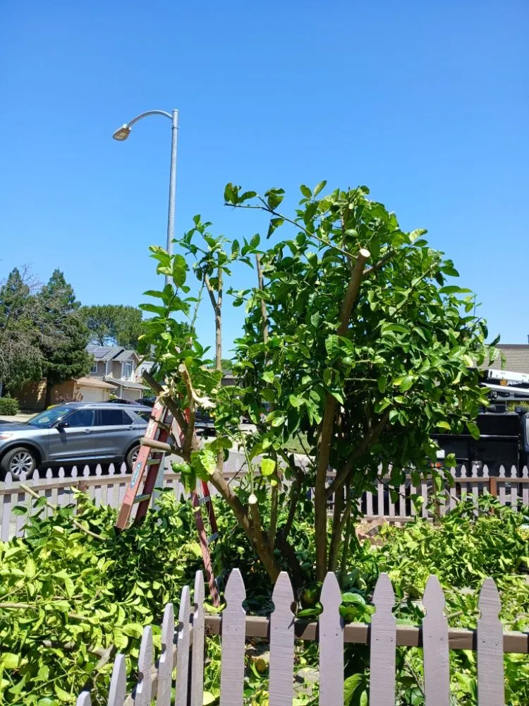 Trusted residential landscaping near you across Sacramento, CA - YR Gallardo Lanscaping