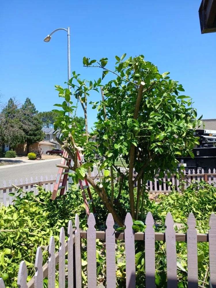 Custom garden landscaping for year-round maintenance in Sacramento, CA by YR Gallardo Lanscaping
