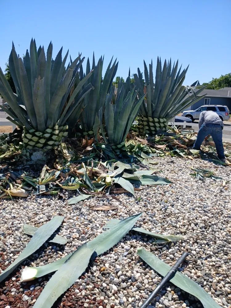 Trusted yard cleanup service experts serving Sacramento, CA - YR Gallardo Lanscaping