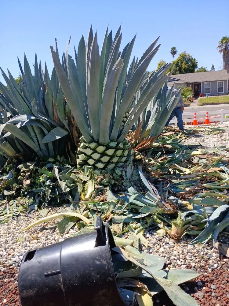 Professional yard cleanup service in Sacramento, CA - YR Gallardo Lanscaping