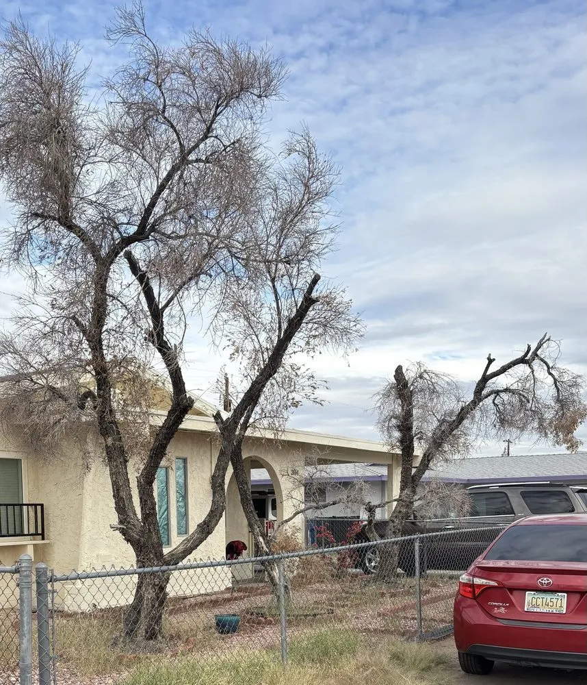 Custom yard maintenance in Fort Mohave, AZ by Y’s Landscaping
