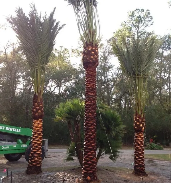 Custom garden landscaping for homes across Waller, TX - YSG Landscaping