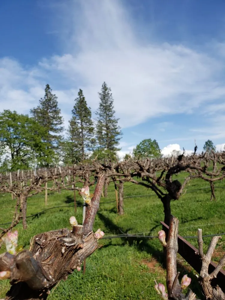 Top-rated residential landscaping for year-round maintenance in Nevada City, CA by Yuba Land Management