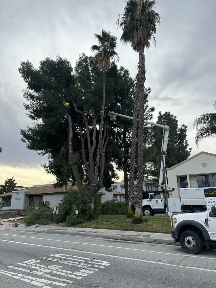 Professional landscape design experts serving Yucaipa, CA - Yucaipa Tree Maintenance