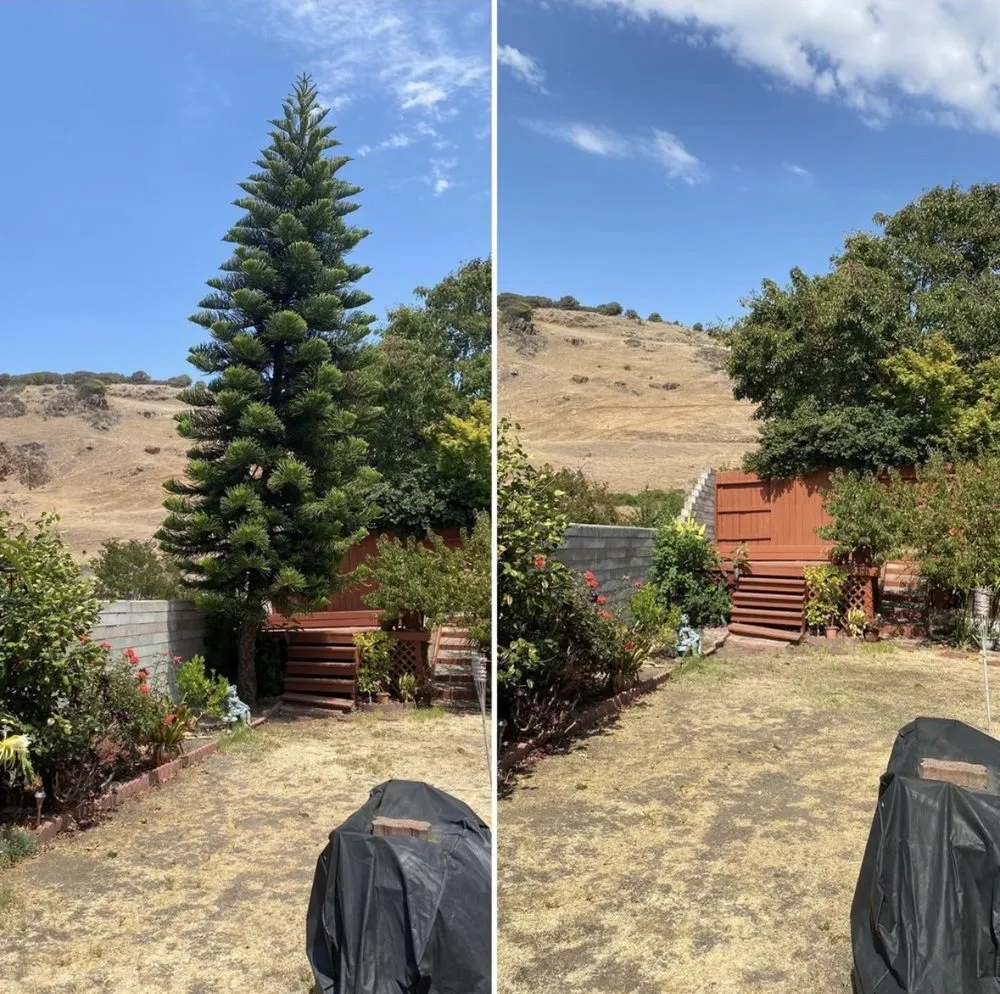 Reliable residential landscaping in Yucaipa, CA by Yucaipa Tree Maintenance
