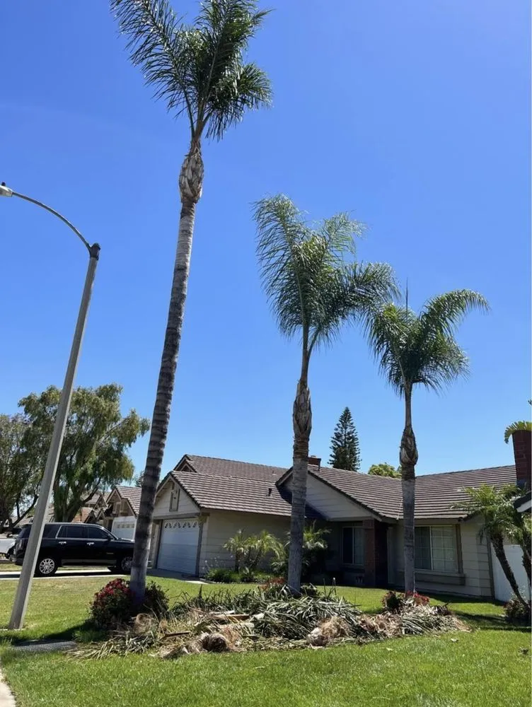 Trusted lawn care service near you across Yucaipa, CA - Yucaipa Tree Maintenance
