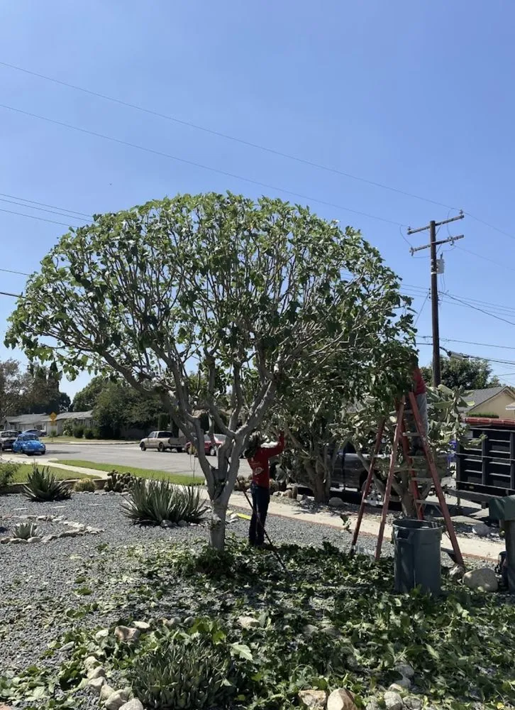 Professional yard maintenance in Yucaipa, CA by Yucaipa Tree Maintenance
