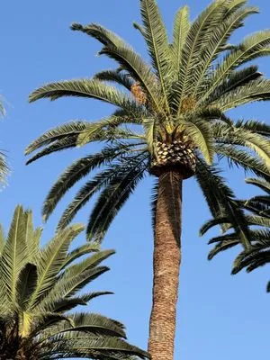 Yucaipa Tree Maintenance