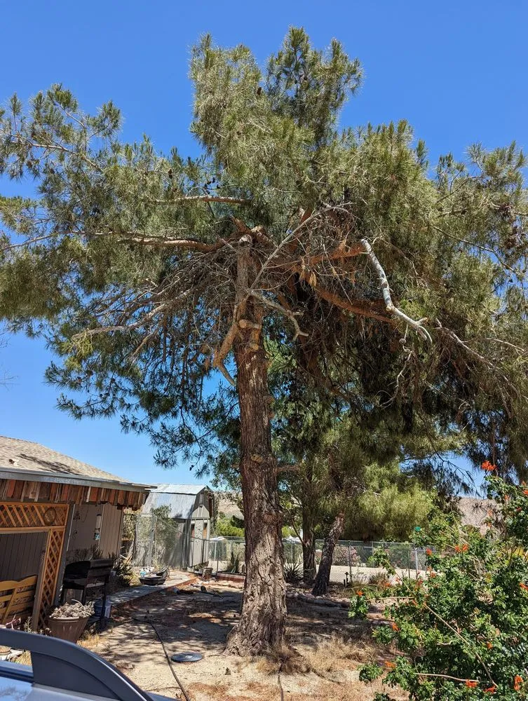 Professional residential landscaping in Joshua Tree, CA by Yucca Landscaping & Handyman Services