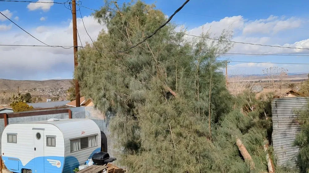 Local yard cleanup service in Joshua Tree, CA - Yucca Landscaping & Handyman Services